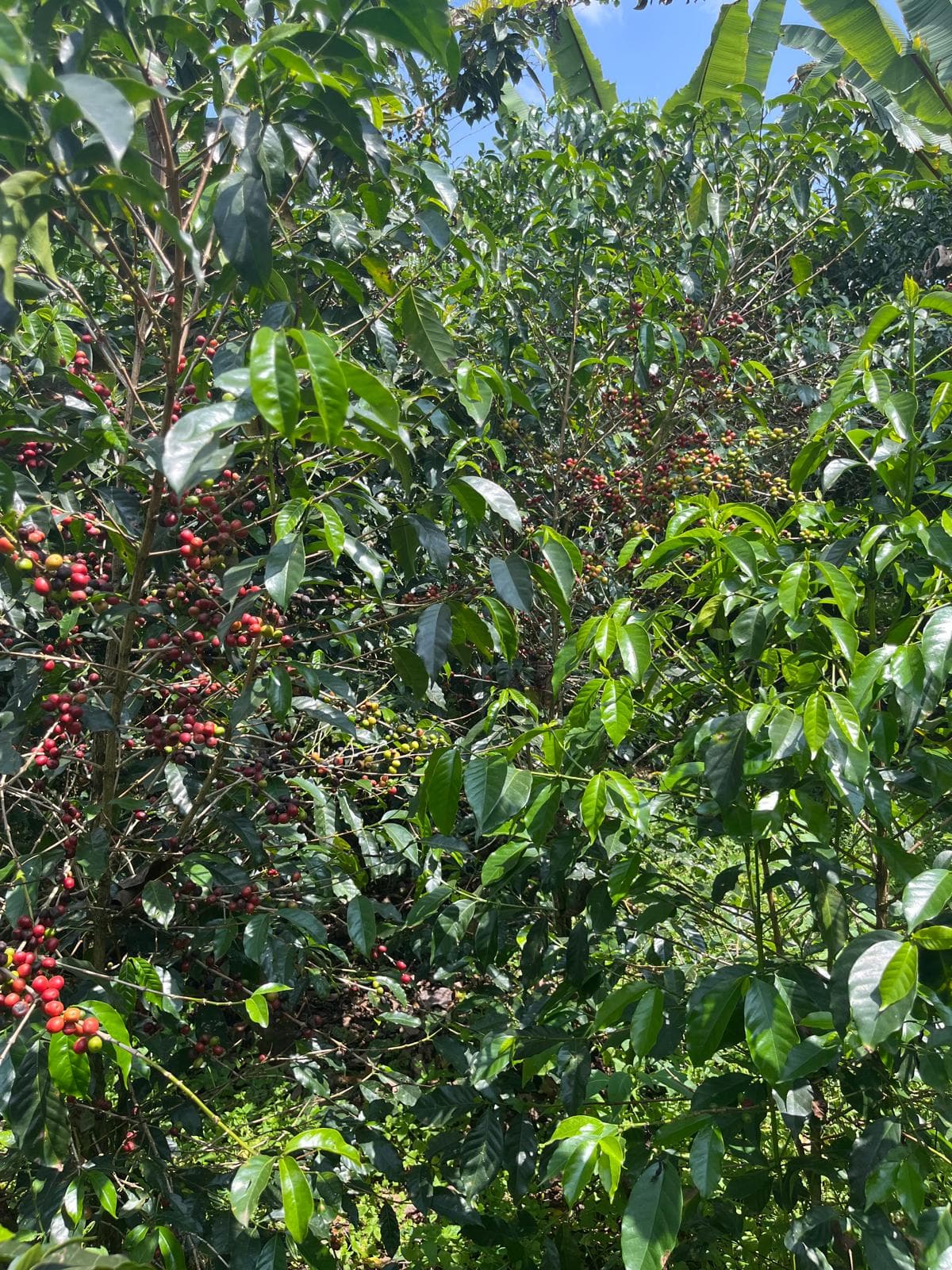 A Life Shaped by Coffee Lands